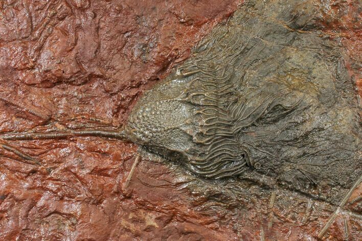 Silurian Fossil Crinoid (Scyphocrinites) Plate - Morocco #134266